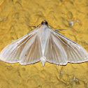 White Satin Moth