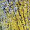 Powdery Goldspeck Lichen  