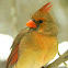 Northern Cardinal - female