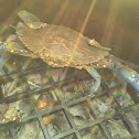 Atlantic blue crab