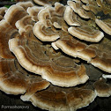 Turkey Tail