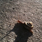 Grove Snail