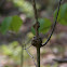 Gall