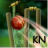 Cricket Launcher mobile app icon