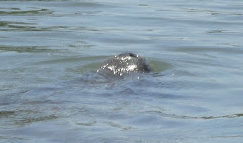 Spotting Image 1