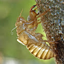 Tree cricket exoskeleton