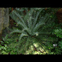 Cycad