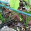 Southeastern Five lined Skink