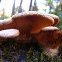 Phyllotopsis nidulans (orange mock oyster)