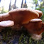 Phyllotopsis nidulans (orange mock oyster)