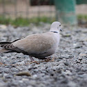 Common woodpigeon