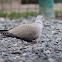 Common woodpigeon