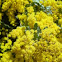 Wattle