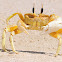 Ghost crab