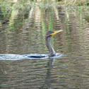 Double Crested Cormorant
