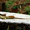 Common Basilisk