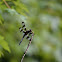 Twelve-spotted Skimmer