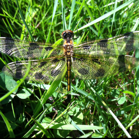 Spotting Image 1