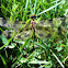 Halloween Pennant Dragonfly