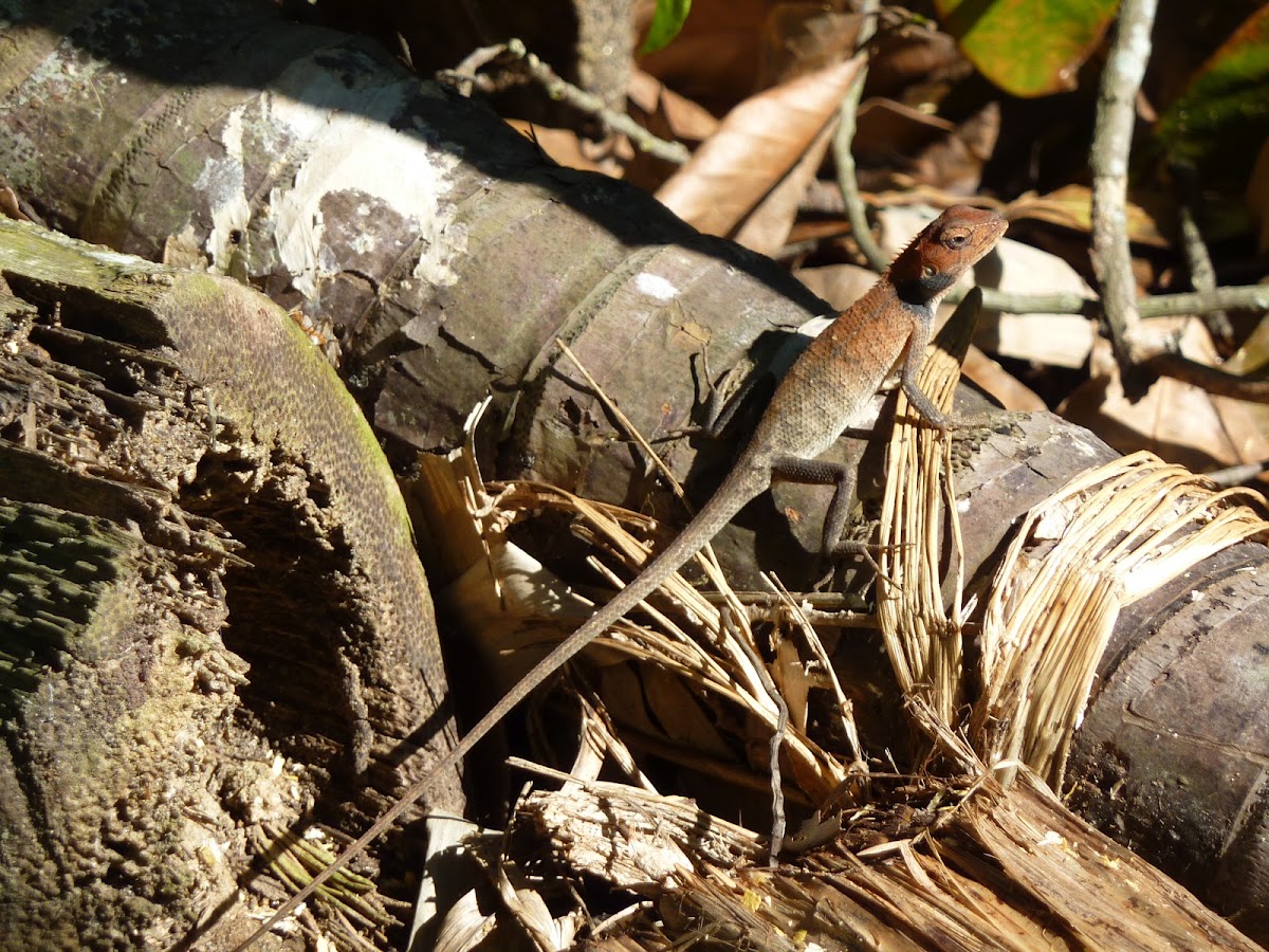 Oriental Garden lizard