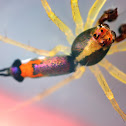 Jumping Spider