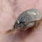 Pacific Sandcrab