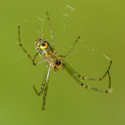 Orchard orb-weaver