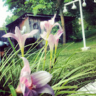 Pink Rain lily