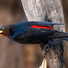 Boyero cacique (Red-rumped Cacique)