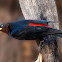 Boyero cacique (Red-rumped Cacique)