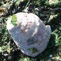 Ostra plana