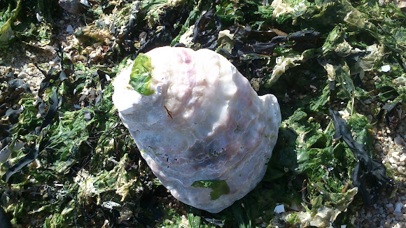 Spotting Image 1