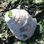 Ostra plana