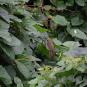 Yellow-vented Bulbul
