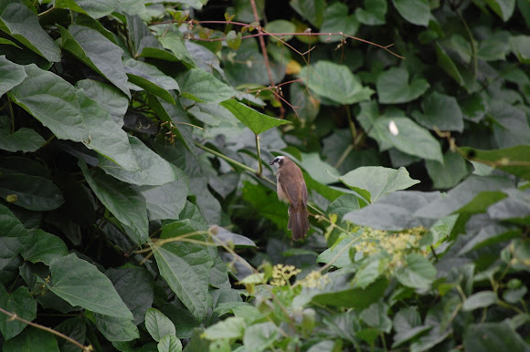 Spotting Image 1
