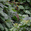 Yellow-vented Bulbul