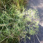 Field eryngo, Feld-Mannstreu