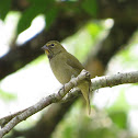 Yellow-faced Grassquit