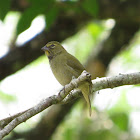Unknown spotting