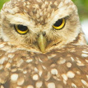 Burrowing owl