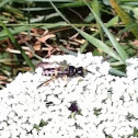Weevil wasp