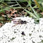 Weevil wasp