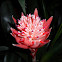 Bromeliad