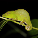 Leaf chameleon