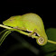 Leaf chameleon