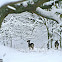 Fallow Deer
