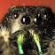 Daring Jumping Spider