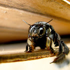 Carpenter Bee