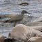 Wandering Tattler