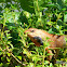 Oriental Garden Lizard